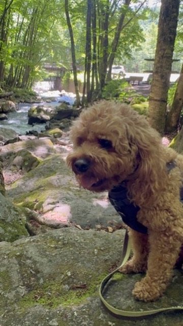 Teddy standing on rocks beside a creek