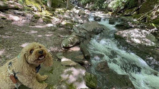 Teddy beside a creek in a wooded setting