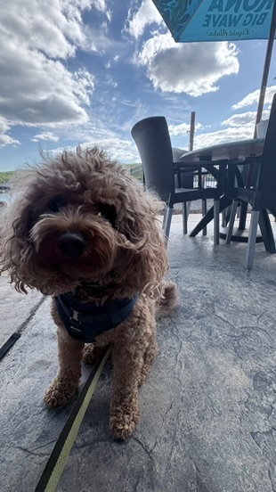Teddy standing on a patio wearing a harness and leash
